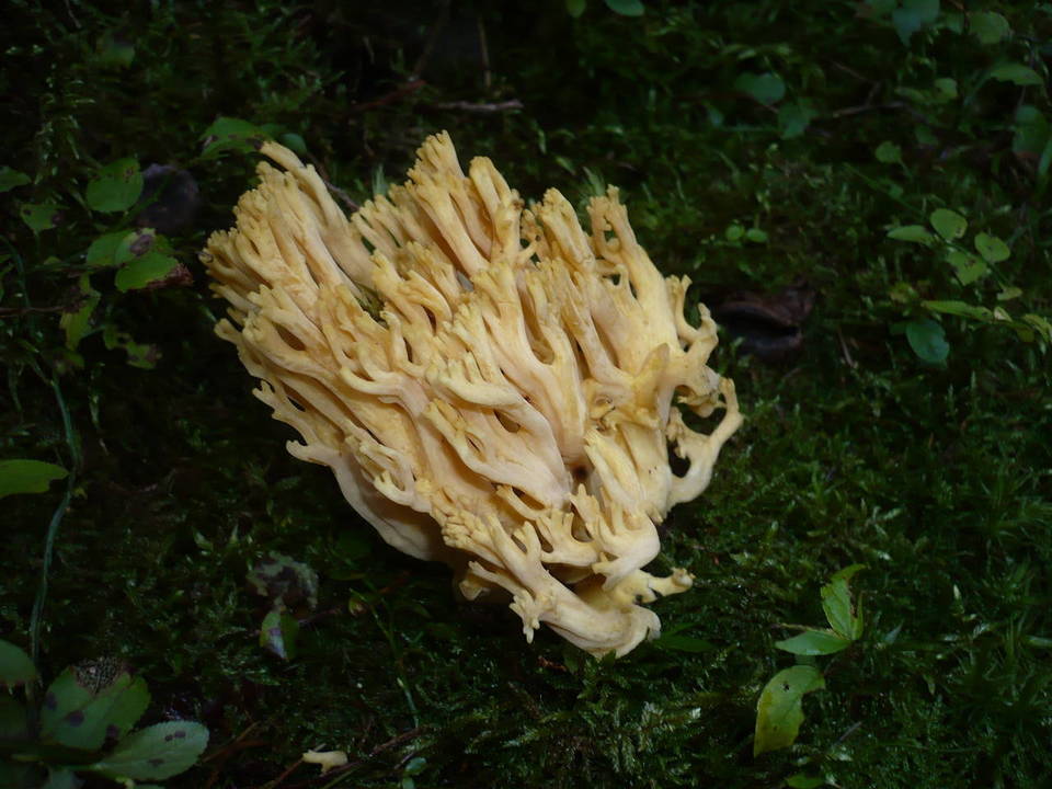 Ramaria pallidosaponaria image