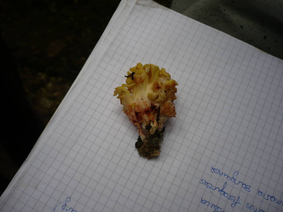 Ramaria sanguinea image