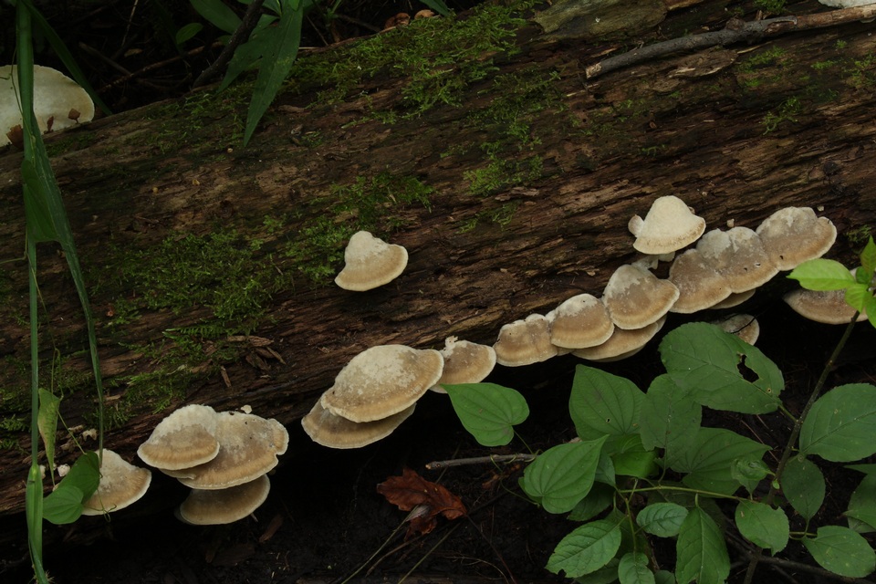 Tyromyces fumidiceps image