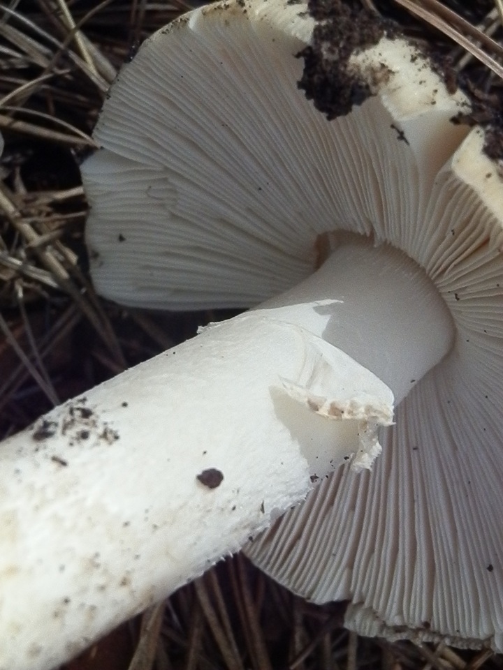 Amanita tlaxcalipanthera image