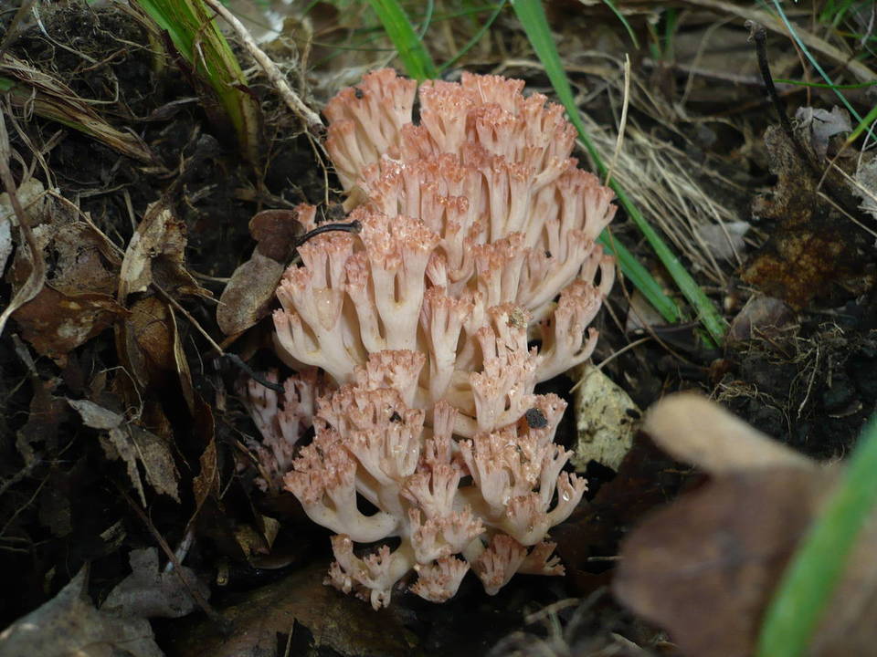 Ramaria subbotrytis image
