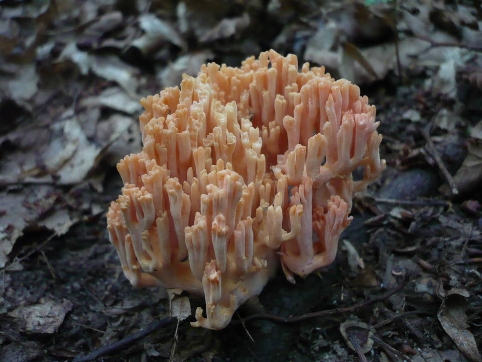 Ramaria subbotrytis image