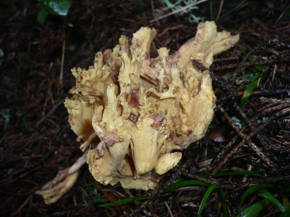 Ramaria testaceoflava image
