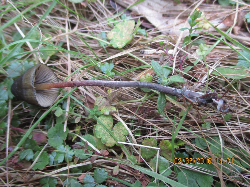 Psilocybe papuana image