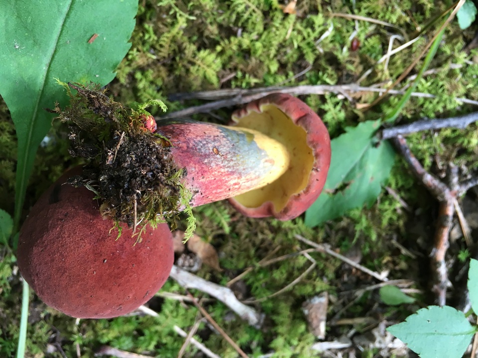 Baorangia image