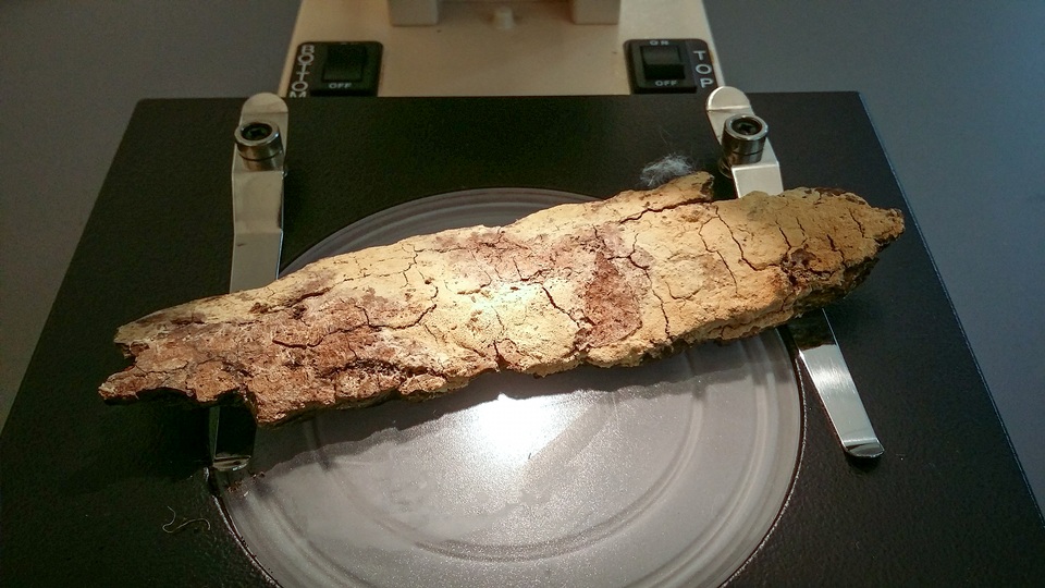 Hyphoderma setigerum image