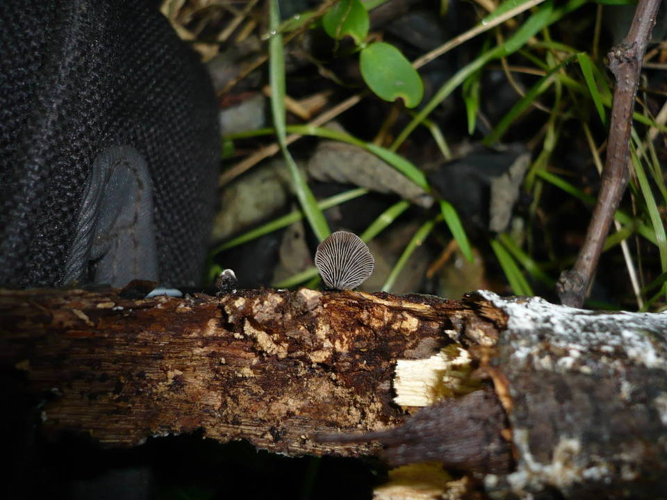 Resupinatus trichotis image