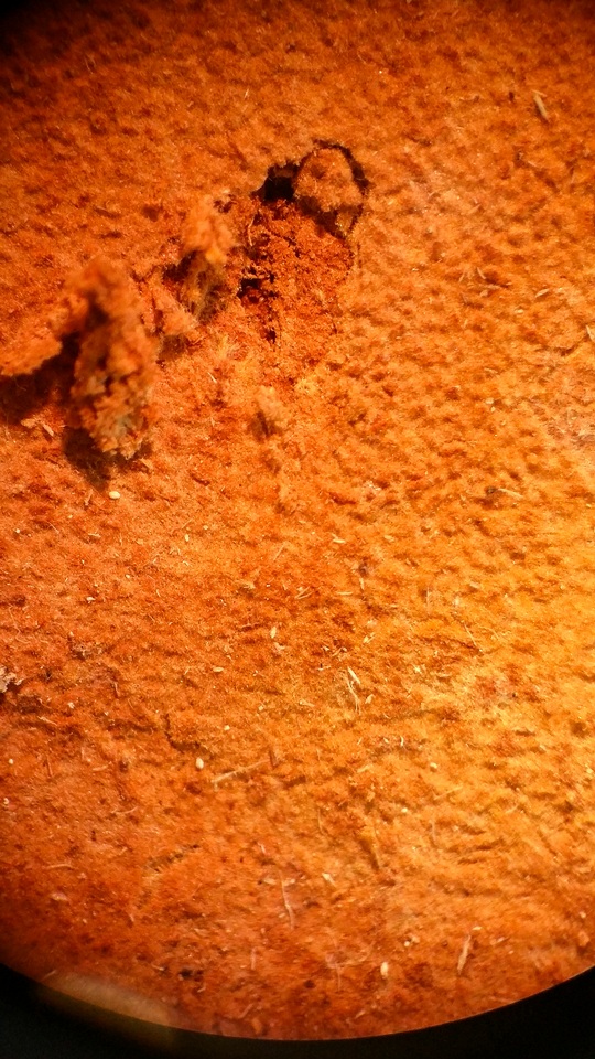 Asterodon ferruginosus image
