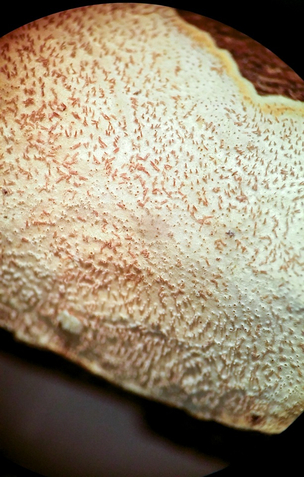 Heterochaete tenuicula image