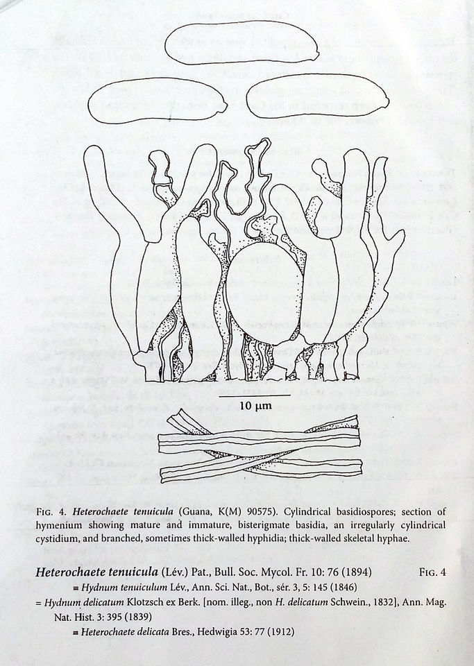 Heterochaete tenuicula image