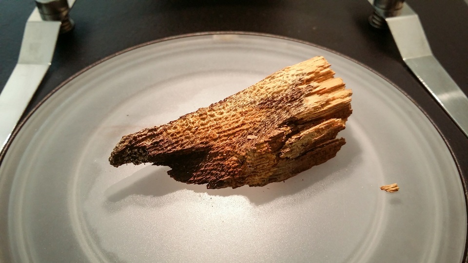 Tubulicrinis gracillimus image