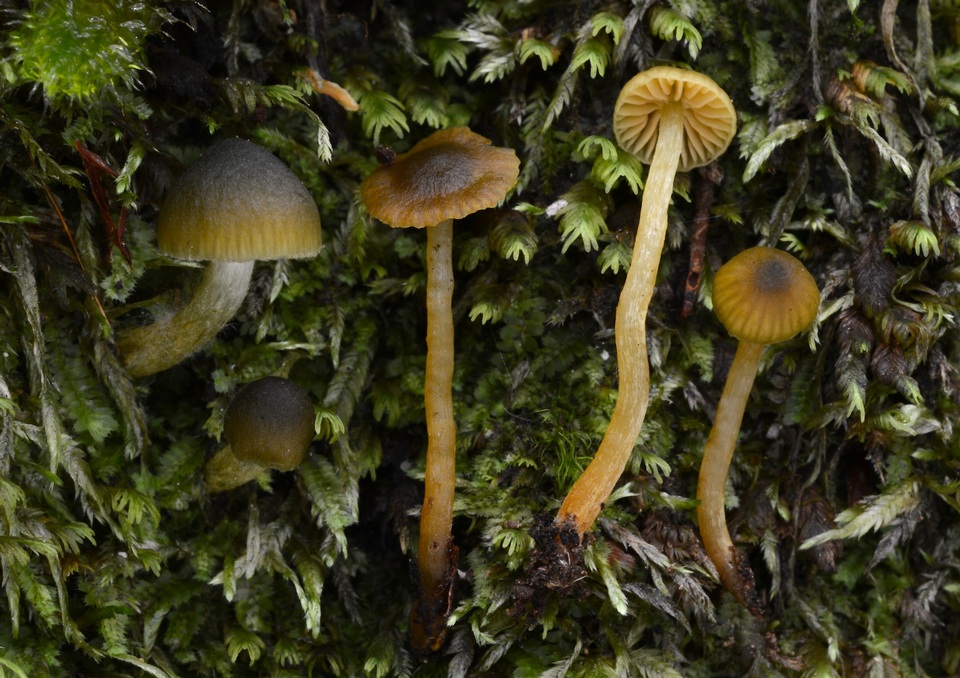 Cortinarius lachanus image