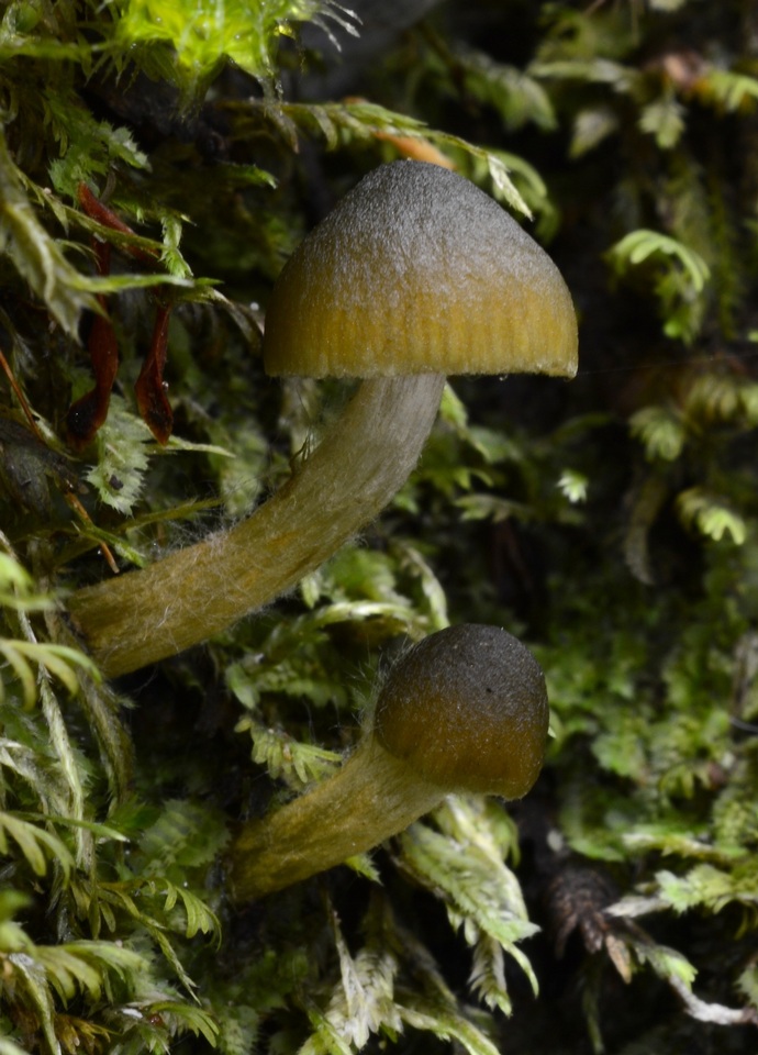 Cortinarius lachanus image