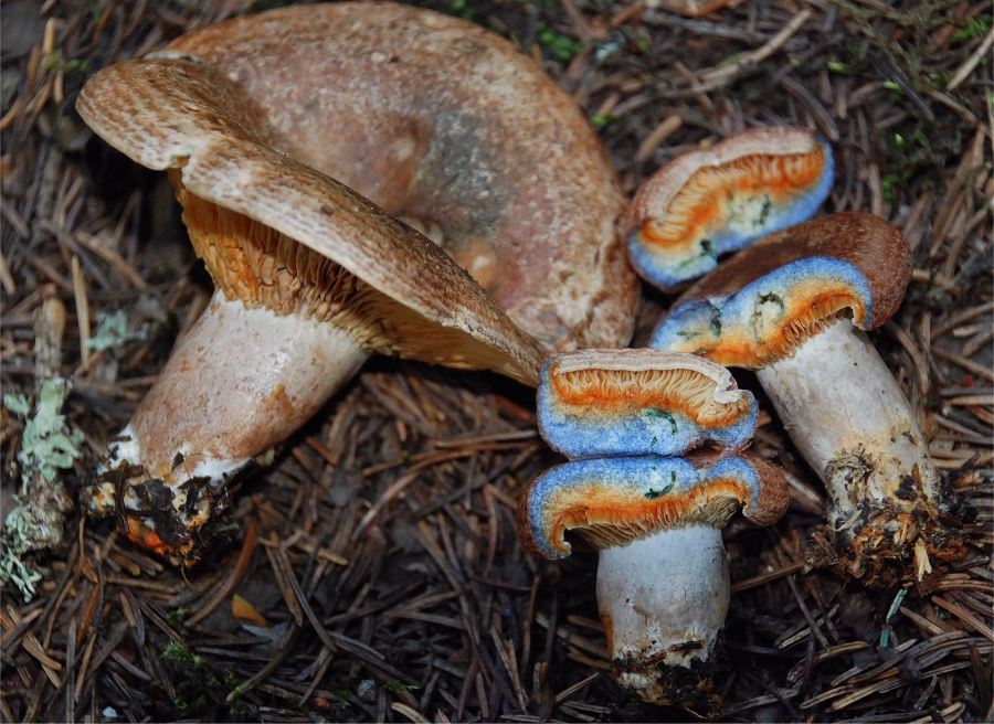 Lactarius fennoscandicus image