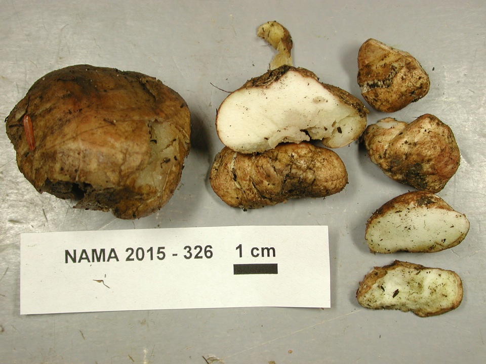 Rhizopogon nigrescens image