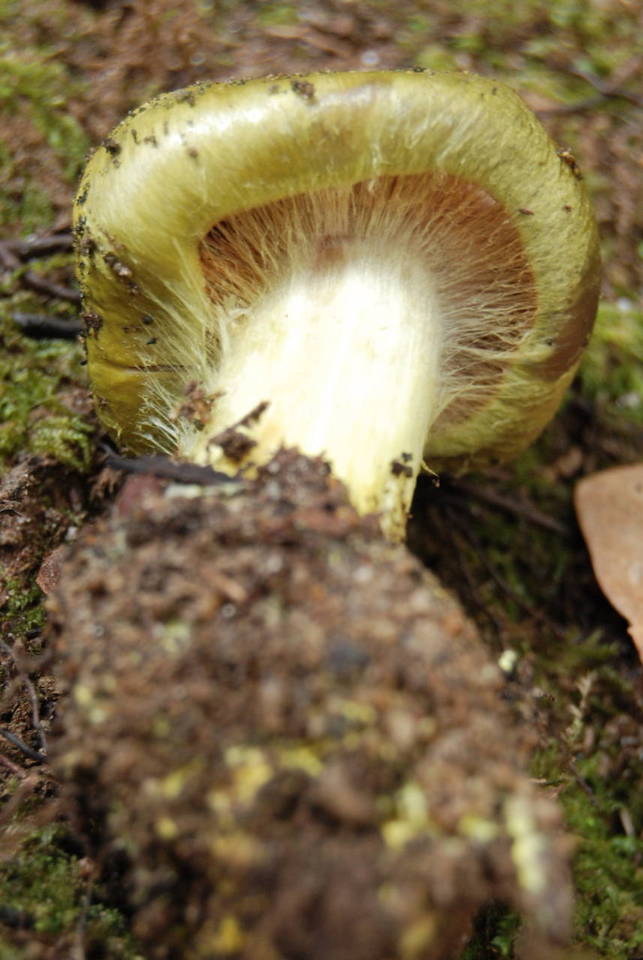 Cortinarius viridirubescens image