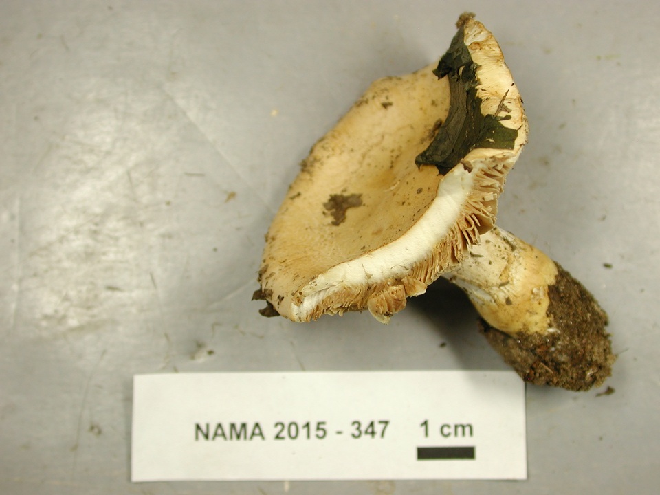 Cortinarius luteoarmillatus image