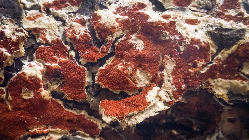 Gloeoporus taxicola image