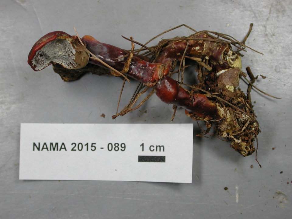Trichoderma harzianum image