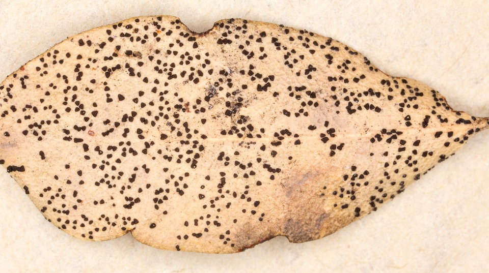 Myriophacidium aphyophyllicum image