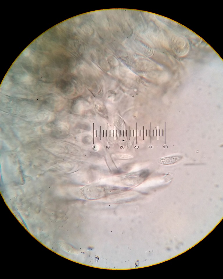 Myriophacidium aphyophyllicum image