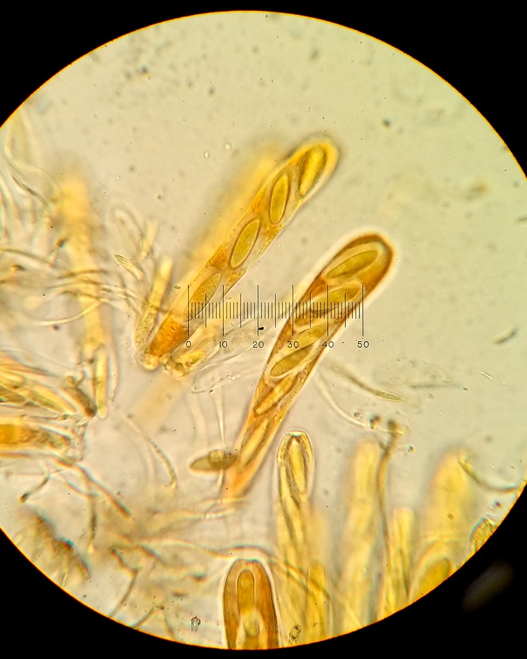 Myriophacidium aphyophyllicum image