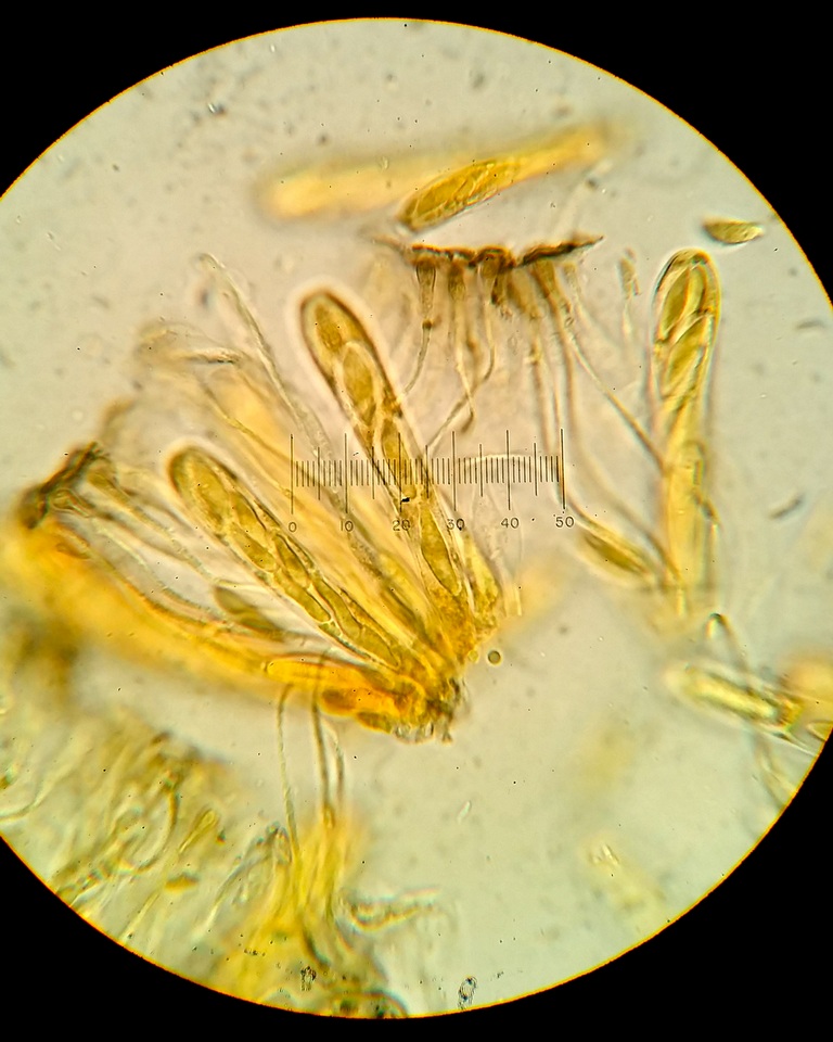 Myriophacidium aphyophyllicum image