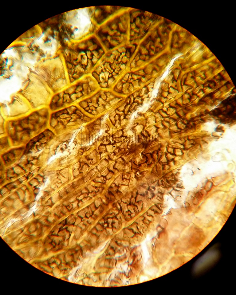 Myriophacidium aphyophyllicum image