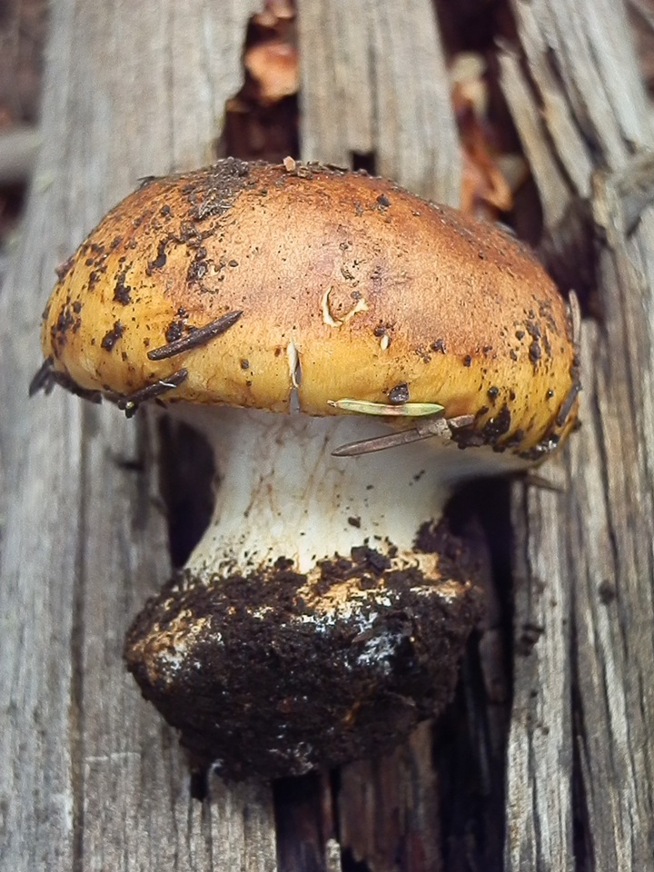Calonarius subcorrosus image
