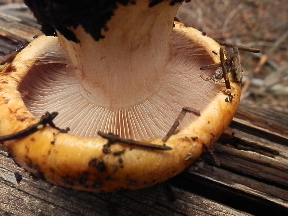 Calonarius subcorrosus image