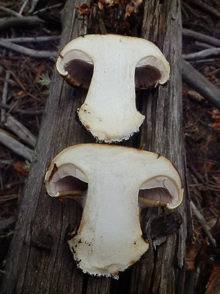 Calonarius subcorrosus image