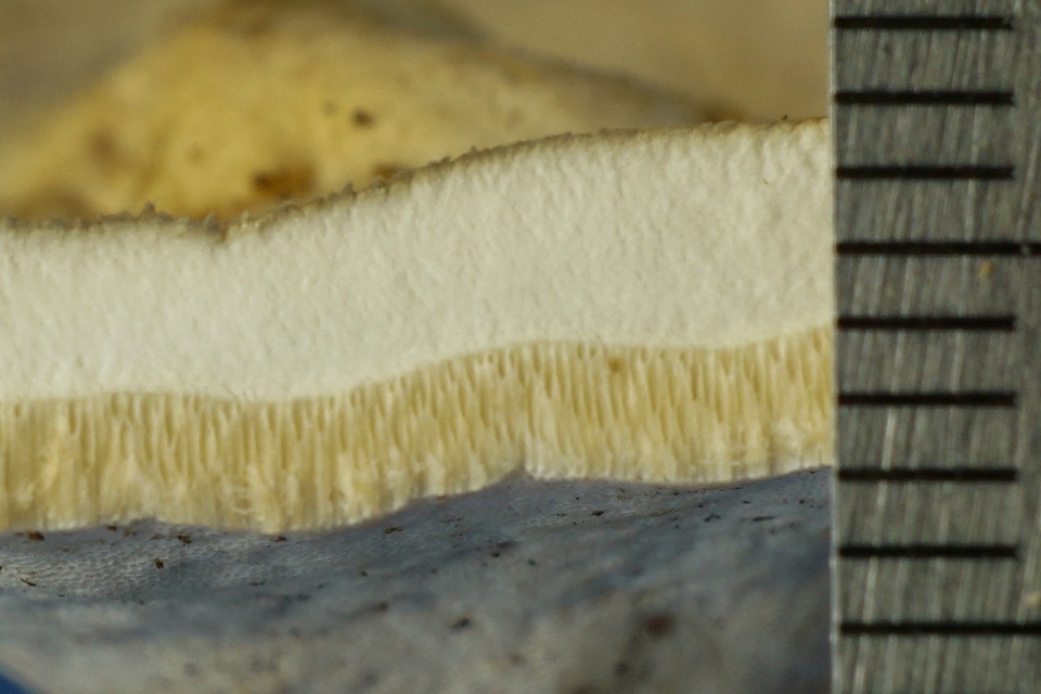 Microporellus dealbatus image