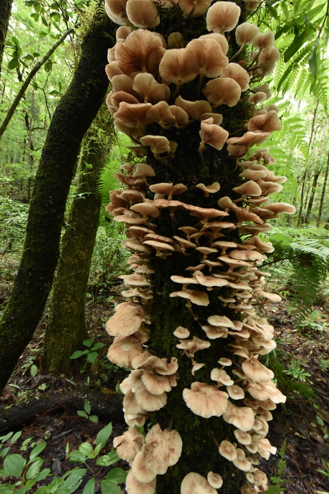 Armillaria mexicana image