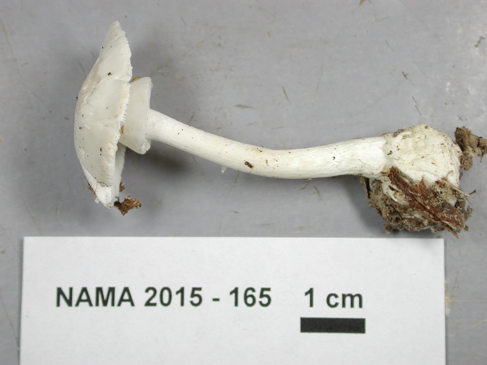 Amanita amerivirosa image