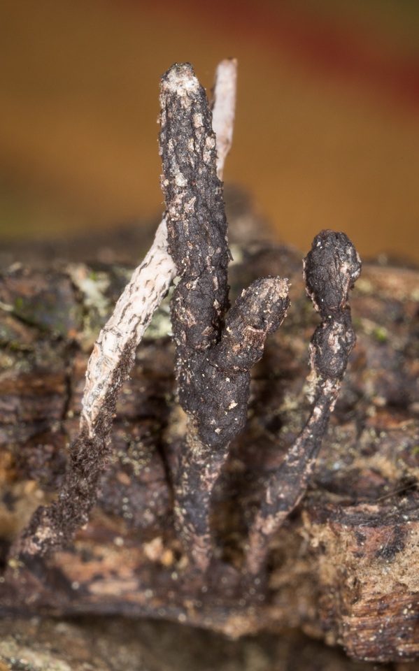 Xylaria longiana image