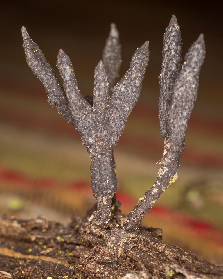Xylaria longiana image