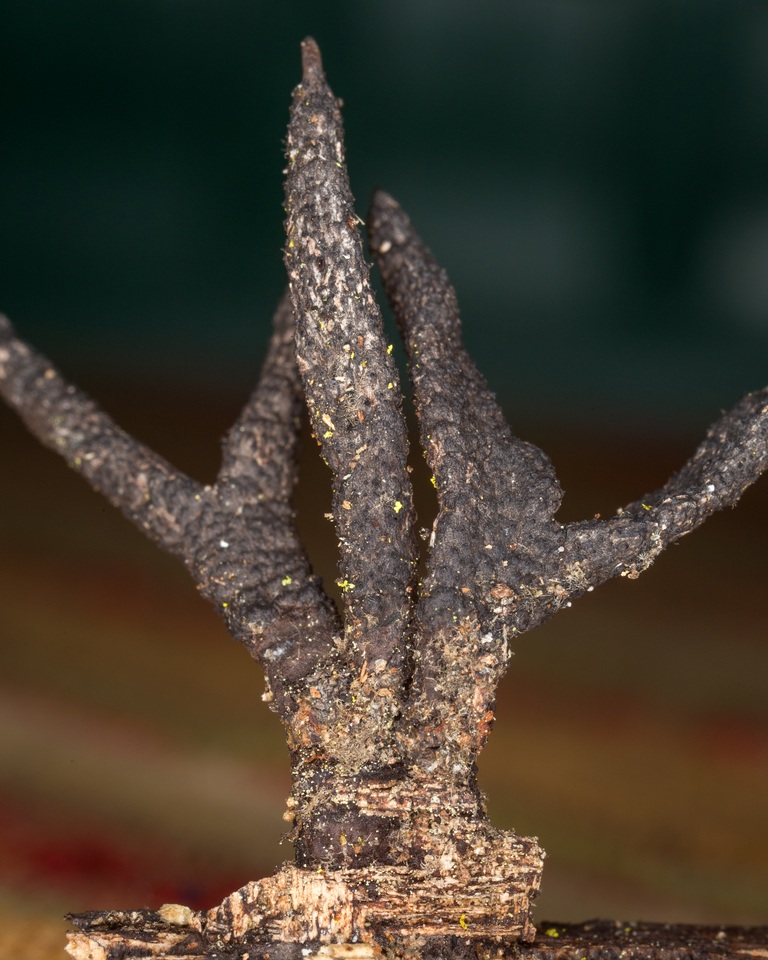 Xylaria longiana image