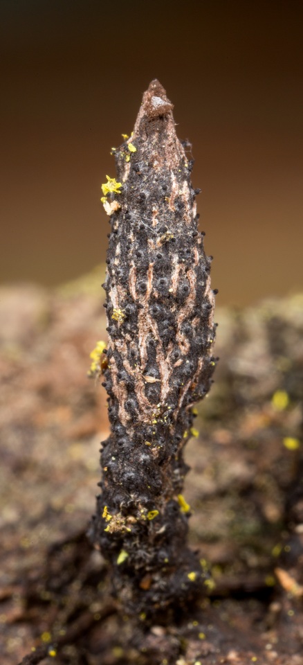 Xylaria longiana image