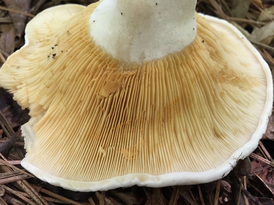Multifurca ochricompacta image