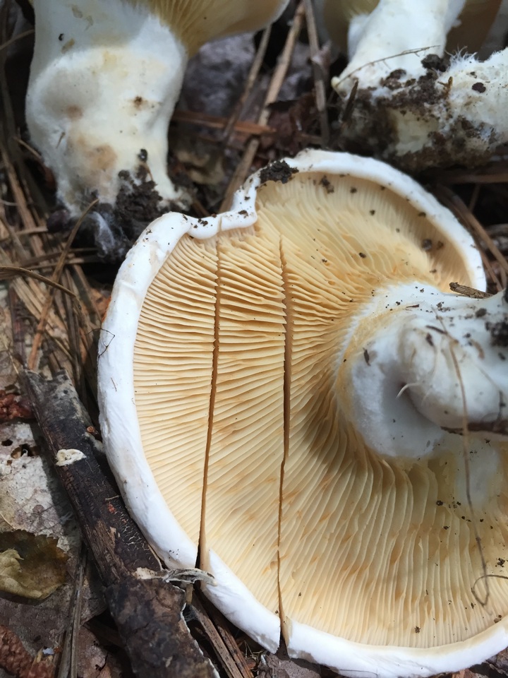 Multifurca ochricompacta image