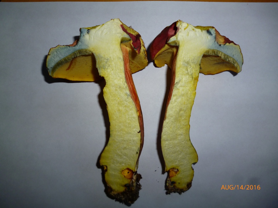 Lanmaoa pallidorosea image