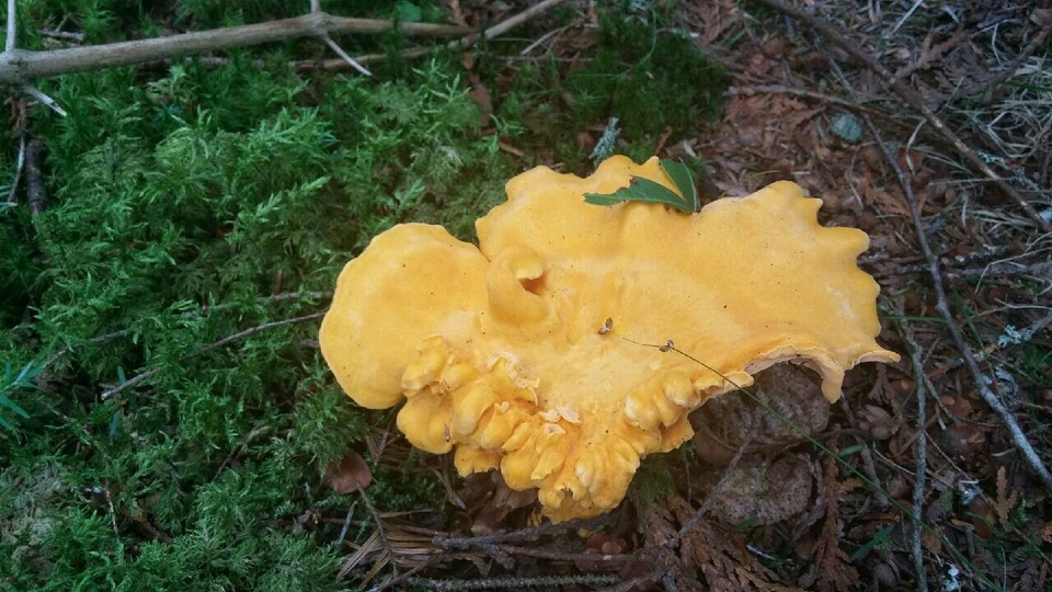 Cantharellus spectaculus image