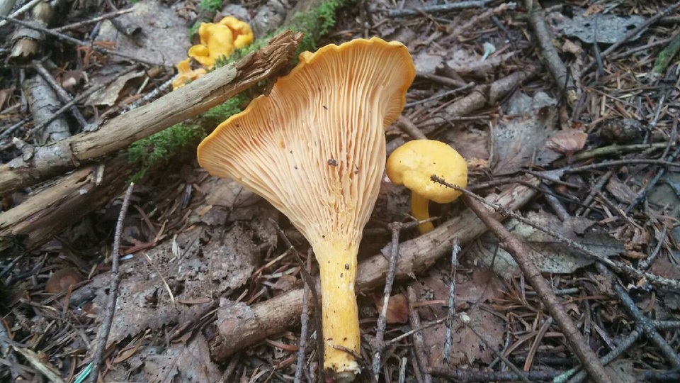 Cantharellus spectaculus image