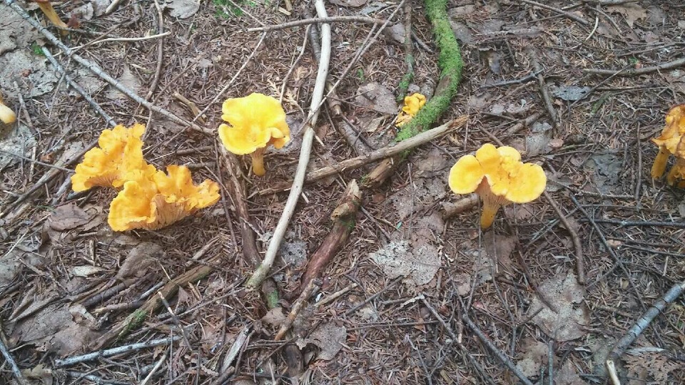 Cantharellus spectaculus image