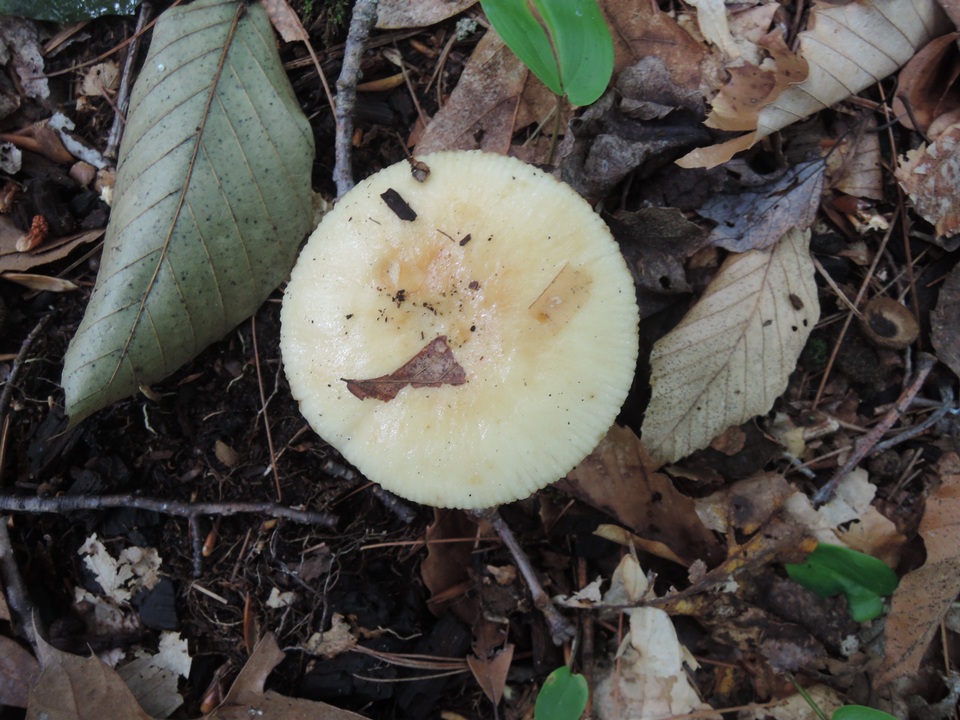 Russula fragrans image