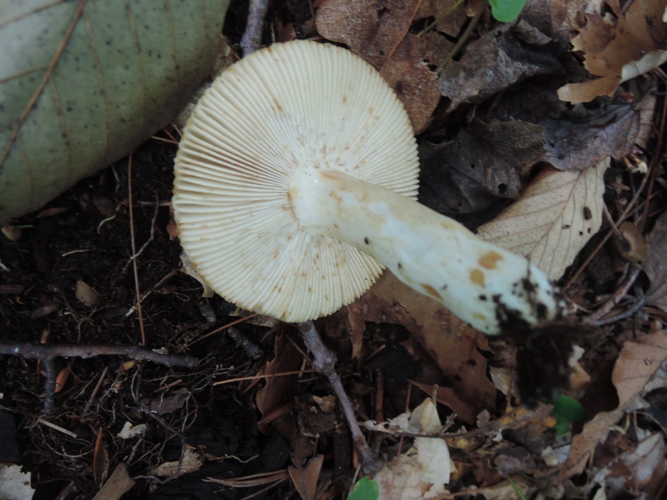 Russula fragrans image
