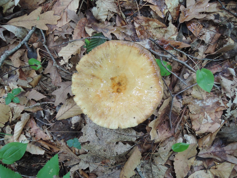 Russula fragrans image