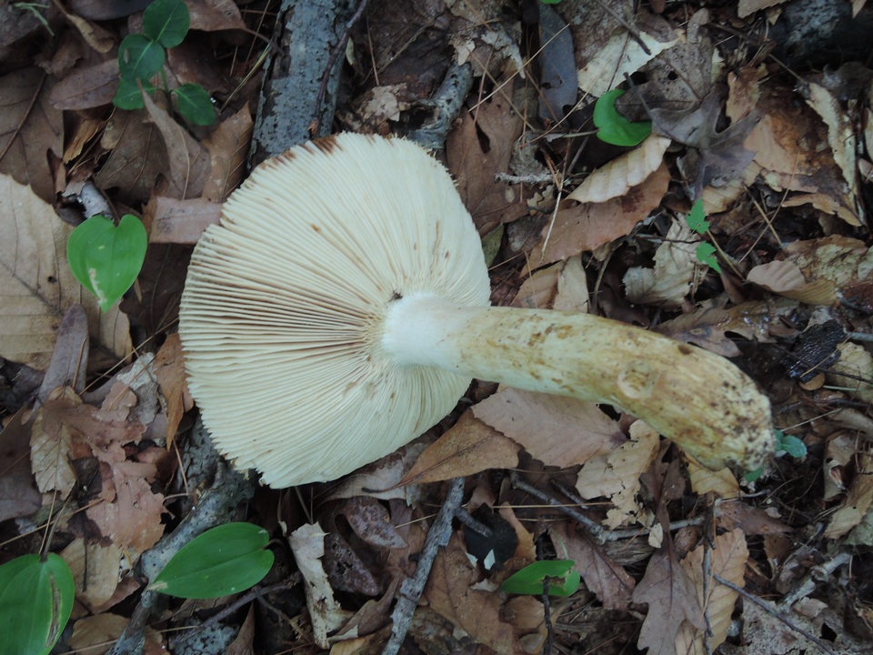 Russula fragrans image