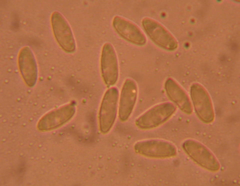 Tylopilus humilis image