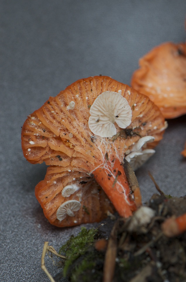 Entoloma parasiticum image